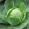 Cabbage Drumhead half