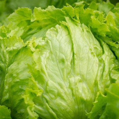 Lettuce Iceberg (ea)