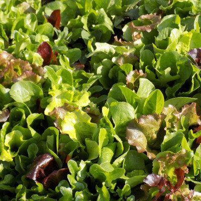 Mesculin Salad 150g pack