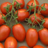 Tomatoes Roma ea