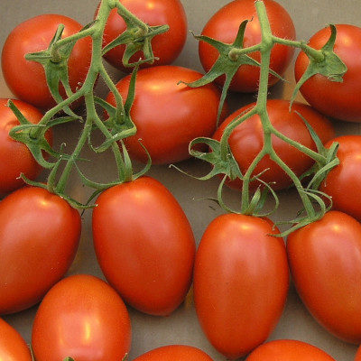 Tomatoes Roma (kg)