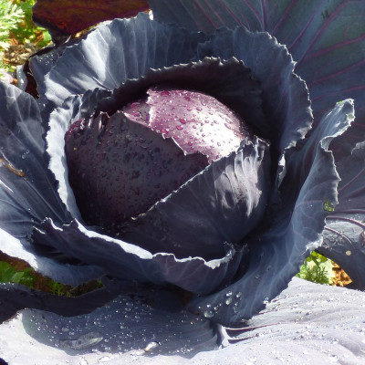 Cabbage Red